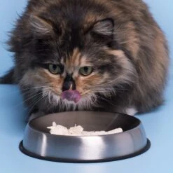 Dr. Catsby's Whisker Relief Non-Skid Stainless Steel Cat Bowl, 1.5-cup 11 Dr. Catsby's Whisker Relief Non-Skid Stainless Steel Cat Bowl, 1.5-cup -Mewhaus Shop 138506 PT3. AC SS1800 V1559923394