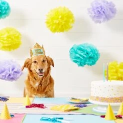 Frisco Happy Birthday Dog & Cat Crown 11 Frisco Happy Birthday Dog & Cat Crown -Mewhaus Shop 153665 PT5. AC SS1800 V1551231039