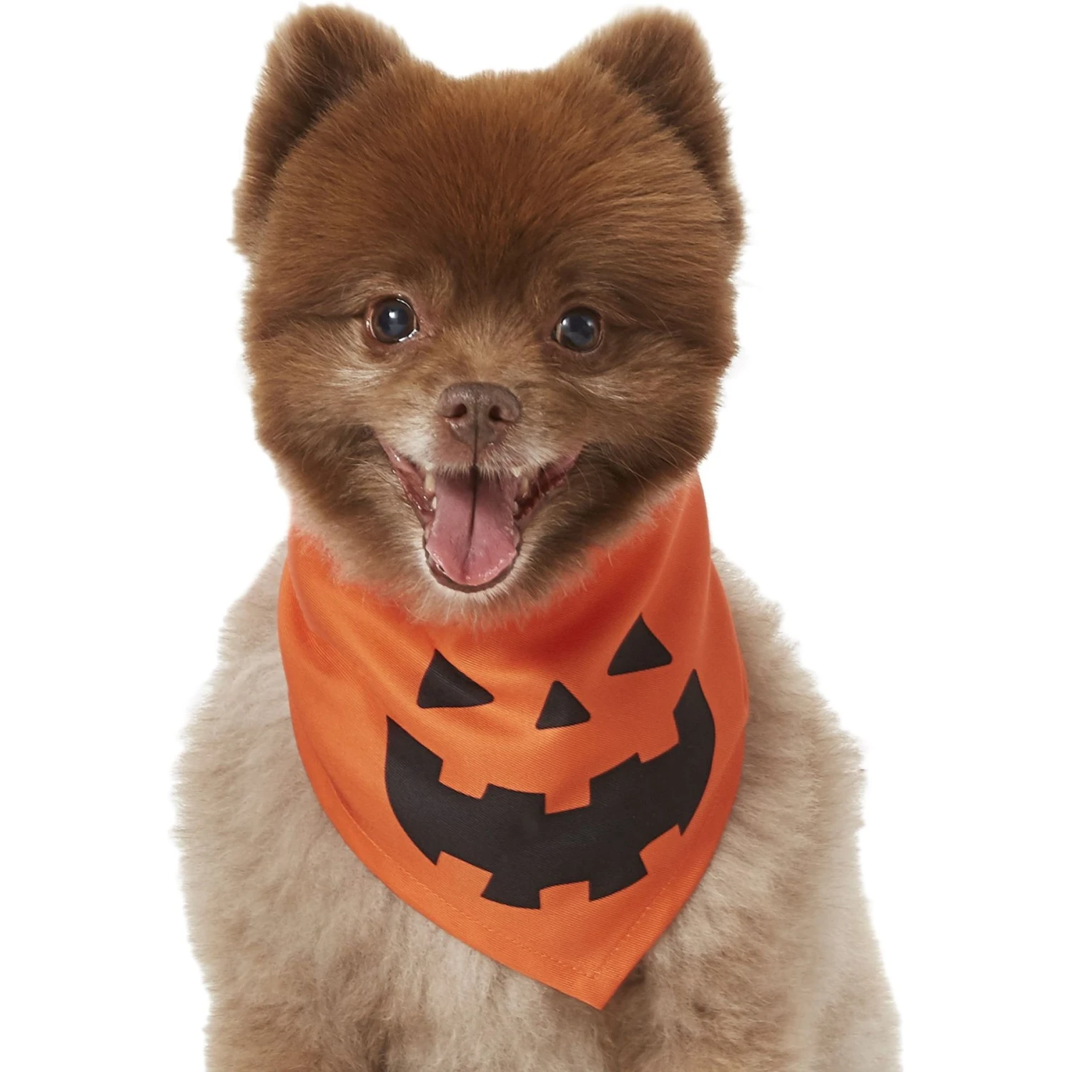 Frisco Jack O' Lantern Pumpkin Dog & Cat Bandana 3 Frisco Jack O' Lantern Pumpkin Dog & Cat Bandana - Image 3