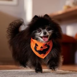 Frisco Jack O' Lantern Pumpkin Dog & Cat Bandana 11 Frisco Jack O' Lantern Pumpkin Dog & Cat Bandana -Mewhaus Shop 158934 PT4. AC SS1800 V1564430535