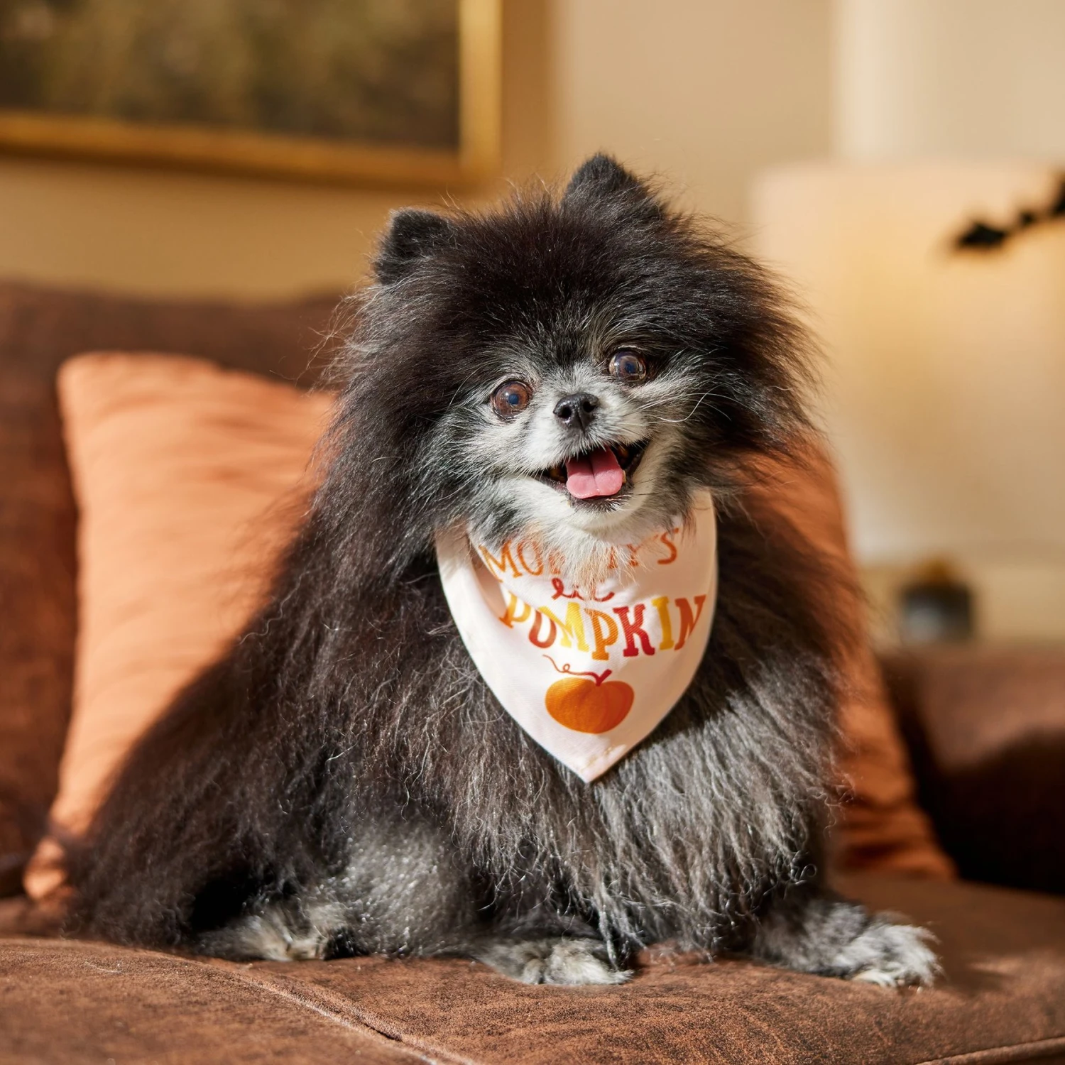 Frisco Mommy's Lil Pumpkin Dog & Cat Bandana 5 Frisco Mommy's Lil Pumpkin Dog & Cat Bandana - Image 5