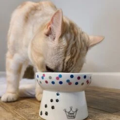 Necoichi Raised Cat Food Bowl, Colorful Dots -Mewhaus Shop 169388 PT5. AC SS1800 V1649347000