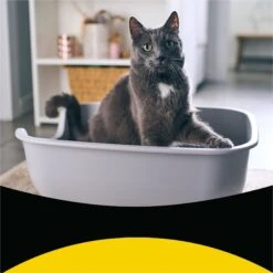 Tidy Max Lightweight Glade Clear Springs Scented Lightweight Clay Cat Litter -Mewhaus Shop 175483 PT2. AC SS1800 V1695847298