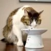 Necoichi Extra Wide Ceramic Elevated Cat Food Bowl, 2-cup