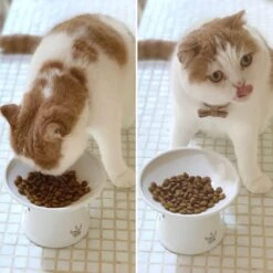 Necoichi Extra Wide Ceramic Elevated Cat Food Bowl, 2-cup -Mewhaus Shop 183502 PT8. AC SS1800 V1698854460