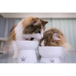 Necoichi Ceramic Elevated Cat Water Bowl -Mewhaus Shop 183505 PT6. AC SS1800 V1627496172