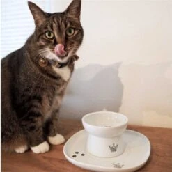 Necoichi Single Dining Tray 7 Necoichi Single Dining Tray -Mewhaus Shop 183513 PT3. AC SS1800 V1565880441