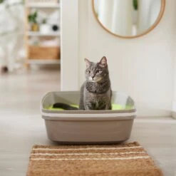 NEON Litter Unscented Clumping Crystal Cat Litter -Mewhaus Shop 186612 PT3. AC SS1800 V1680789621