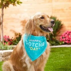 Frisco Happy Gotcha Day Dog & Cat Bandana -Mewhaus Shop 200538 PT3. AC SS1800 V1633086146