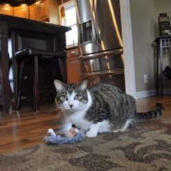 Turbo Catnip Belly Hedgehog Plush Cat Toy With Catnip -Mewhaus Shop 202176 PT2. AC SS1800 V1677956681