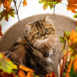 On2Pets 60-in Large Square Modern Cat Tree -Mewhaus Shop 220362 PT5. AC SS1800 V1671118352