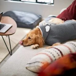 Frisco Bear Hooded Dog & Cat Sweater -Mewhaus Shop 223786 PT7. AC SS1800 V1599566227