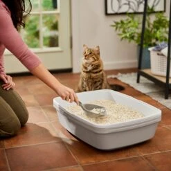 Frisco Tofu Clumping Cat Litter 11 Frisco Tofu Clumping Cat Litter -Mewhaus Shop 232117 PT4. AC SS1800 V1659546420