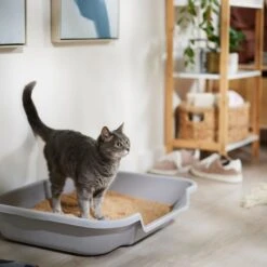 Catalyst Pet Multi-Cat Formula Cat Litter 7 Catalyst Pet Multi-Cat Formula Cat Litter -Mewhaus Shop 241764 PT3. AC SS1800 V1680789563