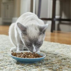 Frisco Kaleidoscope Pattern Non-skid Ceramic Cat Dish -Mewhaus Shop 256092 PT2. AC SS1800 V1616167031