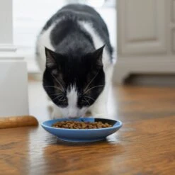 Frisco Cat Face Non-skid Ceramic Cat Dish, Blue 9 Frisco Cat Face Non-skid Ceramic Cat Dish, Blue -Mewhaus Shop 256101 PT3. AC SS1800 V1617130591