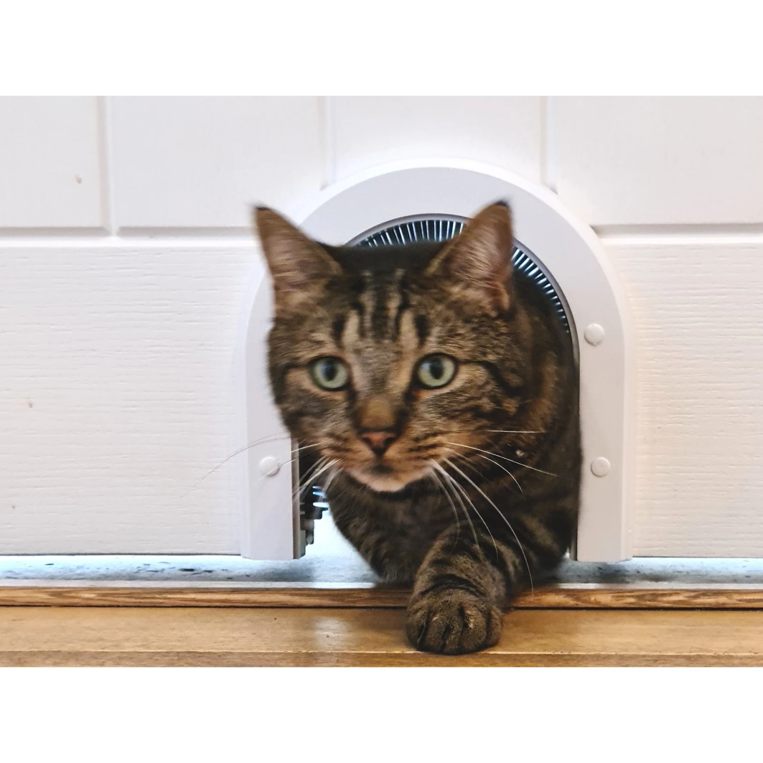 Cathole ECO Cat Door, White 3 Cathole ECO Cat Door, White - Image 3