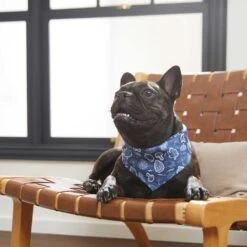 Frisco Fall Vibes Dog & Cat Bandana 13 Frisco Fall Vibes Dog & Cat Bandana -Mewhaus Shop 267913 PT5. AC SS1800 V1637722289