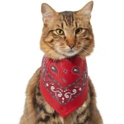 Frisco Red Paisley Dog & Cat Bandana -Mewhaus Shop 267919 PT3. AC SS1800 V1637652719