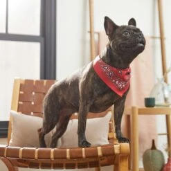 Frisco Red Paisley Dog & Cat Bandana -Mewhaus Shop 267919 PT5. AC SS1800 V1637687581