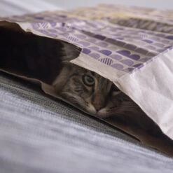 SmartyKat Sweet Greens & Catnip Caves Cat Toy With Catnip -Mewhaus Shop 269247 PT4. AC SS1800 V1639012944