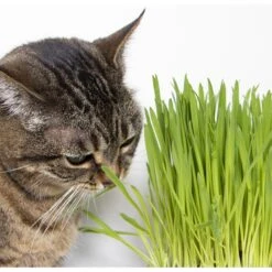 SmartyKat Sweet Greens & Catnip Caves Cat Toy With Catnip -Mewhaus Shop 269247 PT7. AC SS1800 V1639015050