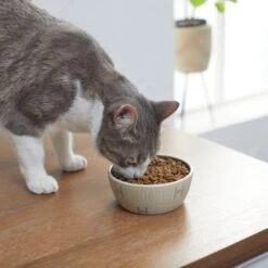 STAR WARS Tie Fighter No-Skid Ceramic Cat Bowl 7 STAR WARS Tie Fighter No-Skid Ceramic Cat Bowl -Mewhaus Shop 280654 PT3. AC SS1800 V1629986947