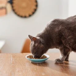 Pixar Finding Nemo Non-Skid Ceramic Cat Dish -Mewhaus Shop 291405 PT3. AC SS1800 V1633980066