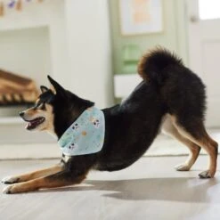 STAR WARS STORMTROOPER Easter Bunnies Dog & Cat Bandana -Mewhaus Shop 297564 PT5. AC SS1800 V1640712773