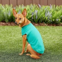 Frisco Basic Dog & Cat T-Shirt & Frisco Dog & Cat Basic Hoodie -Mewhaus Shop 302680 PT6. AC SS1800 V1633086386