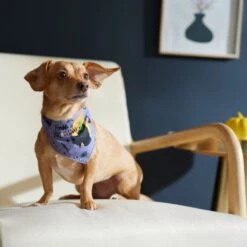 Disney Hocus Pocus Reversible Dog & Cat Bandana -Mewhaus Shop 334706 PT8. AC SS1800 V1657656875