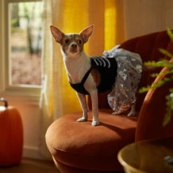 Frisco Silver Metallic Skull Dog & Cat Dress -Mewhaus Shop 335154 PT7. AC SS1800 V1657663214