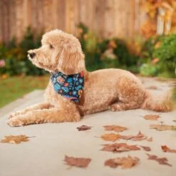 Pixar Coco Remember Me Dog & Cat Bandana 12 Pixar Coco Remember Me Dog & Cat Bandana -Mewhaus Shop 335293 PT7. AC SS1800 V1658150482