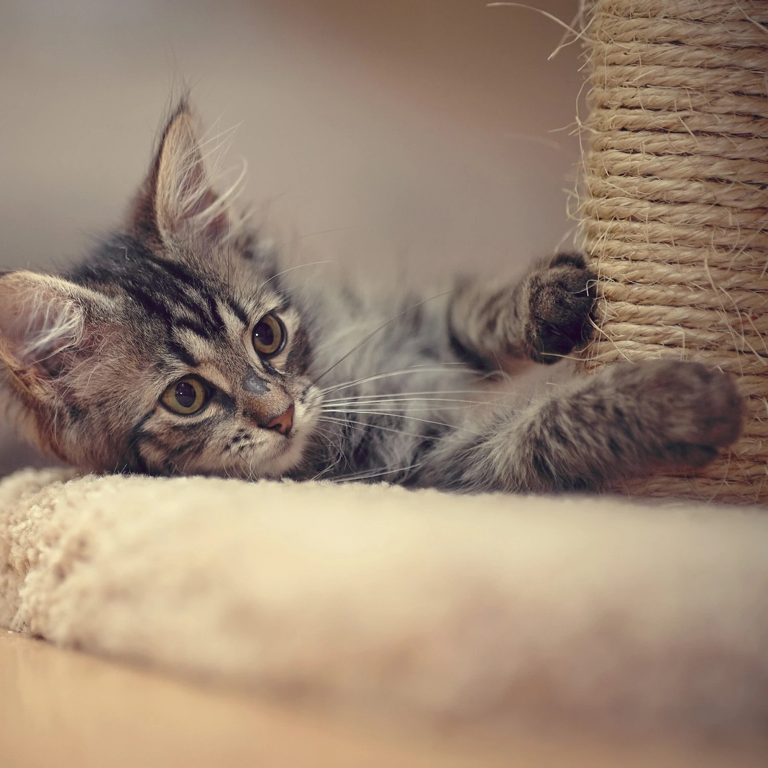 Pet Adobe 19-in Sisal Cat Tree & Condo 5 Pet Adobe 19-in Sisal Cat Tree & Condo - Image 5