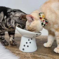 Necoichi Tilted Stress Free Raised Cat Food Bowl -Mewhaus Shop 357117 PT6. AC SS1800 V1700515632