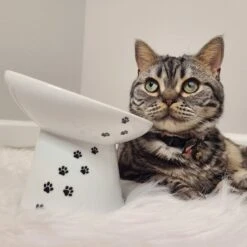 Necoichi Tilted Stress Free Raised Cat Food Bowl -Mewhaus Shop 357117 PT7. AC SS1800 V1700515634