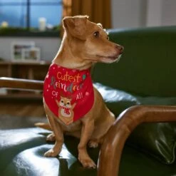 Frisco Cutest Reindeer Of All Dog & Cat Bandana 14 Frisco Cutest Reindeer Of All Dog & Cat Bandana -Mewhaus Shop 357931 PT6. AC SS1800 V1661798487