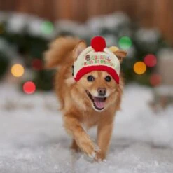 STAR WARS Knit Dog & Cat Hat 9 STAR WARS Knit Dog & Cat Hat -Mewhaus Shop 358443 PT4. AC SS1800 V1661799043