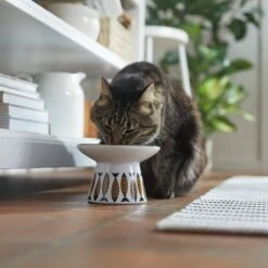 Frisco Cat Face Wide Shape Elevated Non-Skid Ceramic Cat Bowl -Mewhaus Shop 363381 PT3. AC SS1800 V1657657267