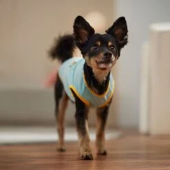 Frisco Just Another Day In Paradise Dog & Cat T-Shirt -Mewhaus Shop 556406 PT5. AC SS1800 V1675099506