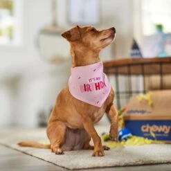 Frisco Dog & Cat Birthday Bandana 13 Frisco Dog & Cat Birthday Bandana -Mewhaus Shop 608206 PT5. AC SS1800 V1676643860