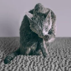 CatGuru Litter Mat, Gray -Mewhaus Shop 641030 PT4. AC SS1800 V1663797989