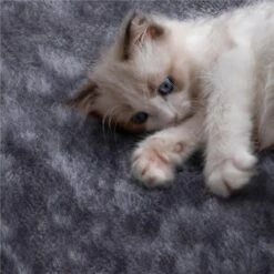 Yaheetech 3-Level Plush Cat Tree, Dark Gray, Medium 10 Yaheetech 3-Level Plush Cat Tree, Dark Gray, Medium -Mewhaus Shop 705022 PT3. AC SS1800 V1668546620