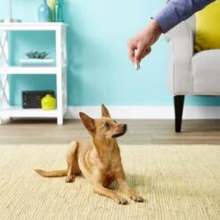 Ethical Pet Laser Exerciser Original 2 In 1 Dog & Cat Toy 12 Ethical Pet Laser Exerciser Original 2 In 1 Dog & Cat Toy -Mewhaus Shop 71427 PT4. AC SS1800 V1553880425