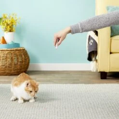 Ethical Pet Laser Exerciser Original 2 In 1 Dog & Cat Toy 13 Ethical Pet Laser Exerciser Original 2 In 1 Dog & Cat Toy -Mewhaus Shop 71427 PT5. AC SS1800 V1553880443