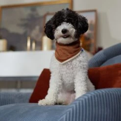 Frisco Reversible Cozy Knit Faux Fur Dog & Cat Pullover Bandana 13 Frisco Reversible Cozy Knit Faux Fur Dog & Cat Pullover Bandana -Mewhaus Shop 733918 PT6. AC SS1800 V1692378160