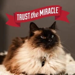 Nature's Miracle Multi-Cat Clumping Clay Cat Litter, 40-lb Bag 15 Nature's Miracle Multi-Cat Clumping Clay Cat Litter, 40-lb Bag -Mewhaus Shop 767550 PT7. AC SS1800 V1675442941