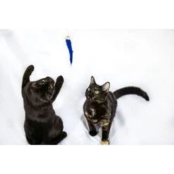 Honest Pet Products Eco Kitty Catcher Fishpole Cat Toy -Mewhaus Shop 797214 PT6. AC SS1800 V1690572752