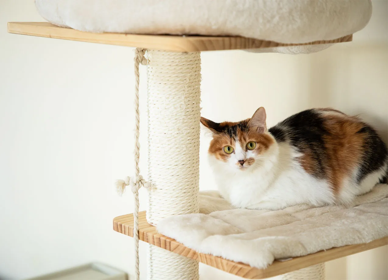 Mewhaus Shop -Mewhaus Shop Most Unique Cat Trees CAT